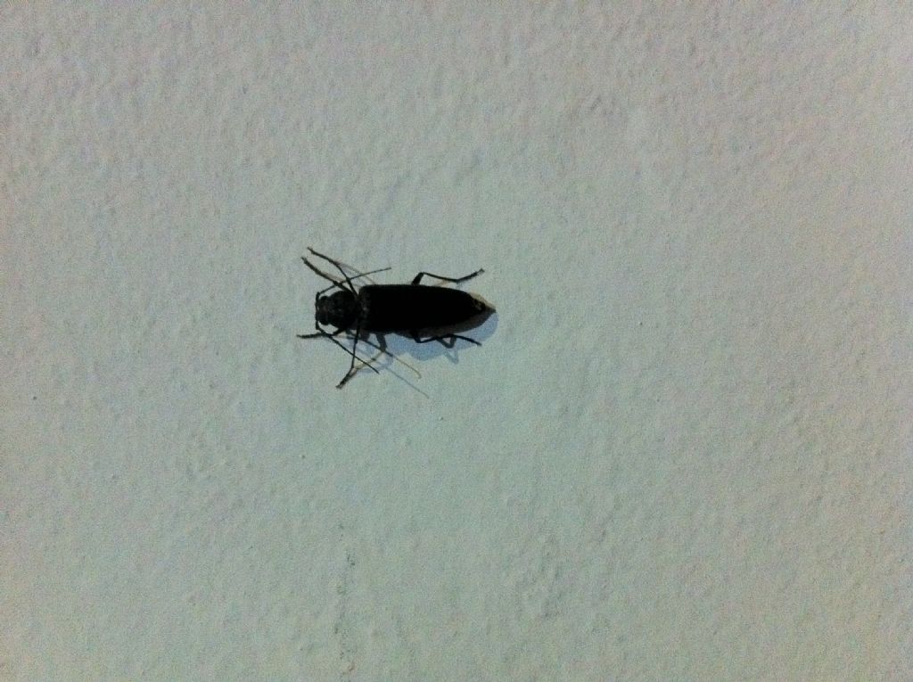 Aiuto identificazione?